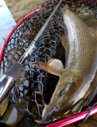 Prvlaov prt SPORTEX Graphenon Spin Ultra Light 1-7g