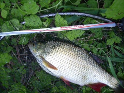 Quantum pr�vla�ov� pr�t Magic Trout Shorty