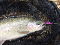 Quantum blysk UL-Spinner v. 0 / 1 4g 2ks