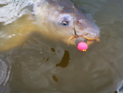 Super Feed Boilies Fluo Pop-Up- 14/16mm- 90g