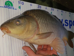 SET rybrsky meter (130*15) + uvoova hikov