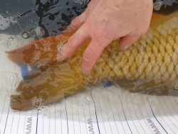 SET rybrsky meter (130*15) + uvoova hikov