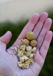 Boilies Radical Vampire Garlic 1kg