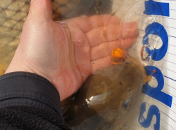 Super Feed Hook Fatty pelety