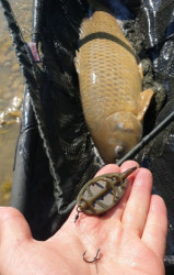 Kaprrsky nadvzec Chod Rig s pinom FAITH 3ks- 5-5cm