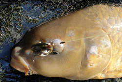 Kaprrsky nadvzec Chod Rig s pinom FAITH 3ks- 5-5cm