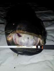 SPORTEX TURBO CAT BELLY BOAT TC1708 177cm. 150-200g