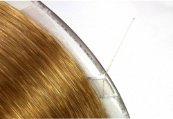 Silon hned Climax Species Carp