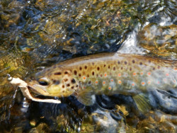 Gumov nstrahy FishUp FAT Scaly 3-2 - 82mm / 8ks