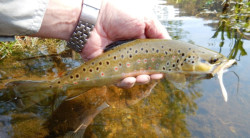 Gumov nstrahy FishUp FAT Scaly 3-2 - 82mm / 8ks