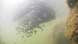 Zavacia loka s diakovm ovldanm M1