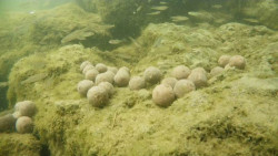 Zavacia loka s diakovm ovldanm M1